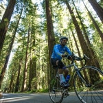 Climate Ride redwoods