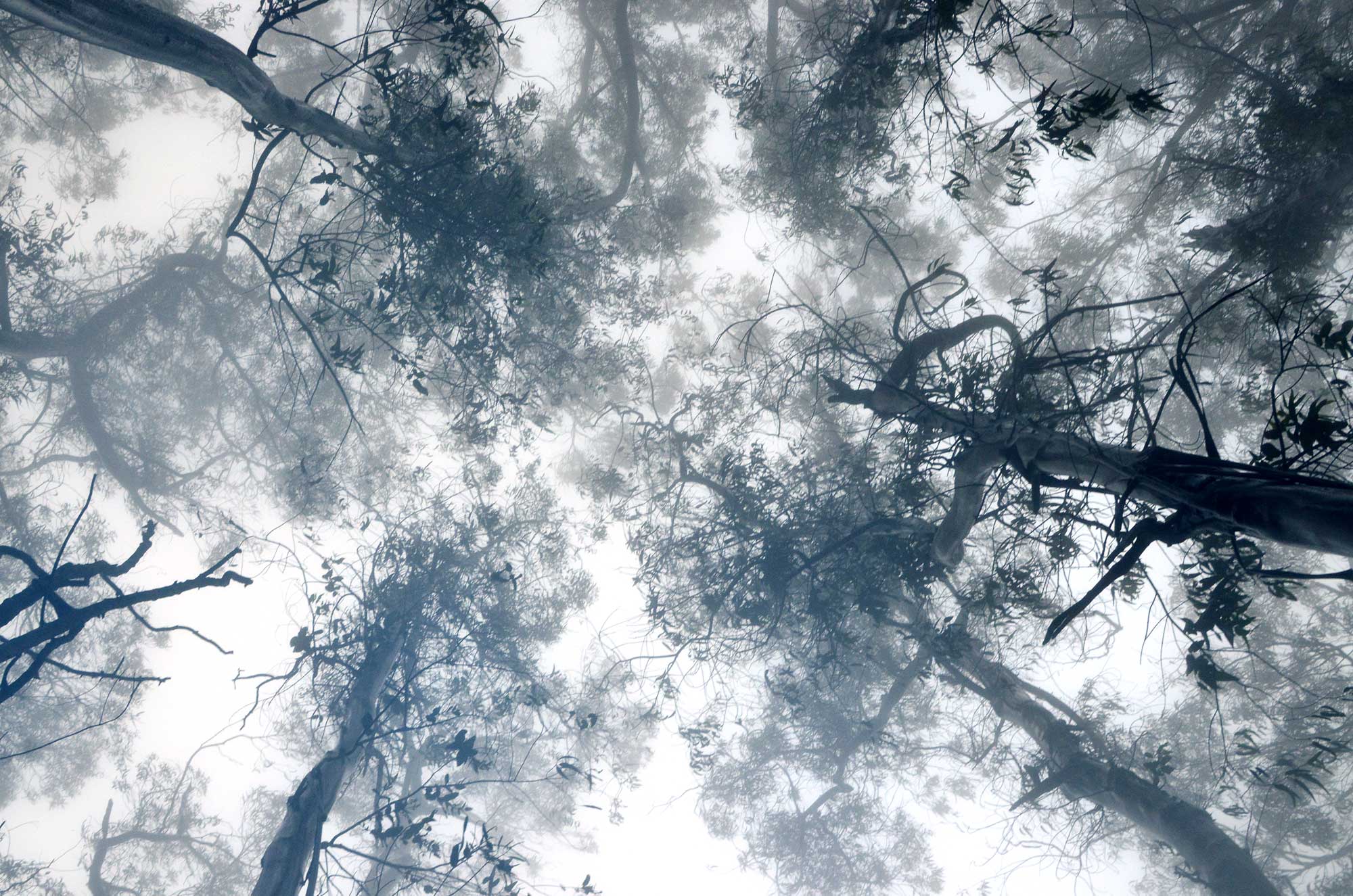 Sutro Forest