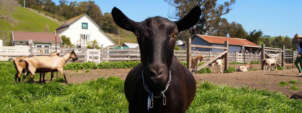 Harley Farms goat