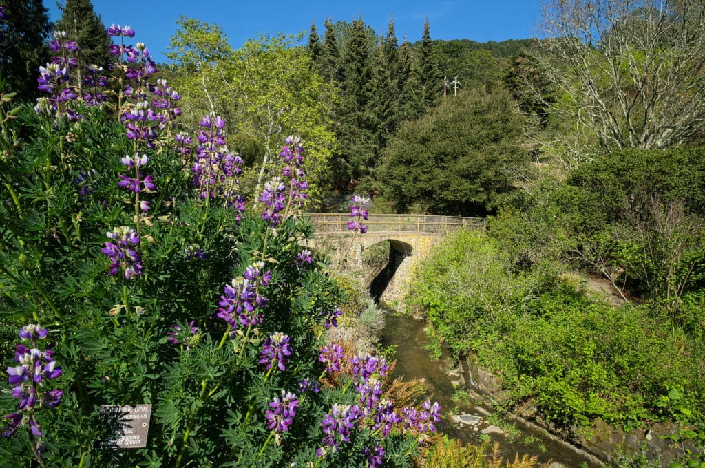 Diy Hike Tilden Regional Park Botanic Garden Easy Stroll