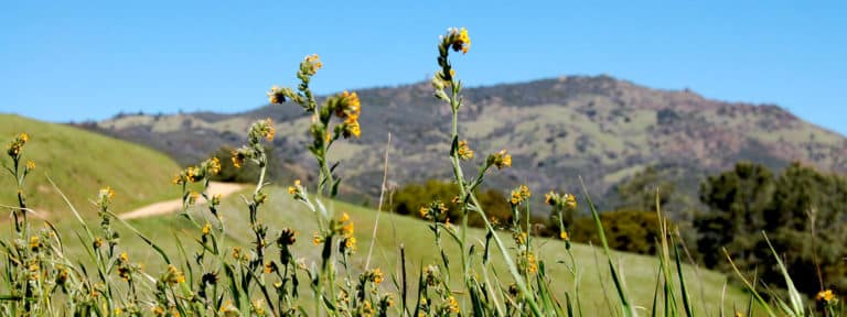 Mount Diablo Wildflowers by Joe Lewis via Flickr