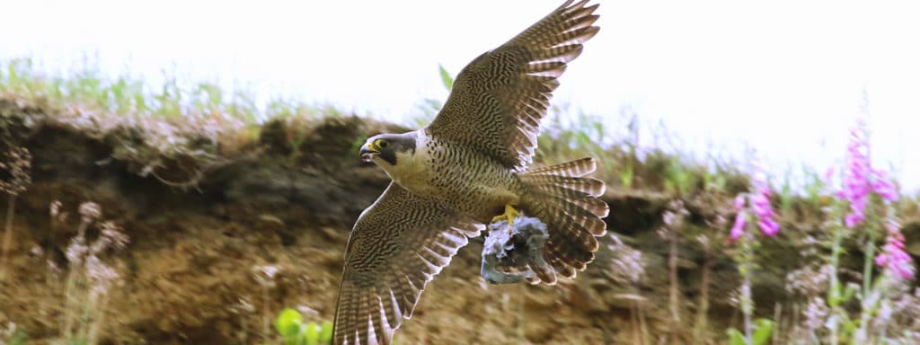 Peregrine Falcon by AeroPixels via Flickr