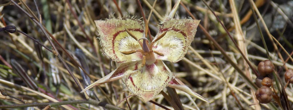 Tiburon Mariposa Lily Ring Mountain