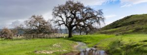 Our new white paper, Coyote Valley & Groundwater Protection, shows how important it is for these lands to remain undeveloped.