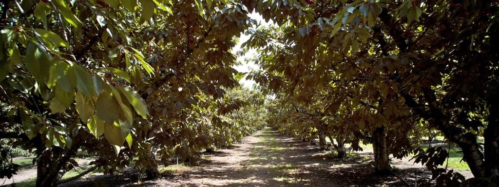 Brentwood farmland and orchards are being threatened by sprawl.