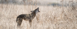 Coyote-Valley-by-Teddy-Miller