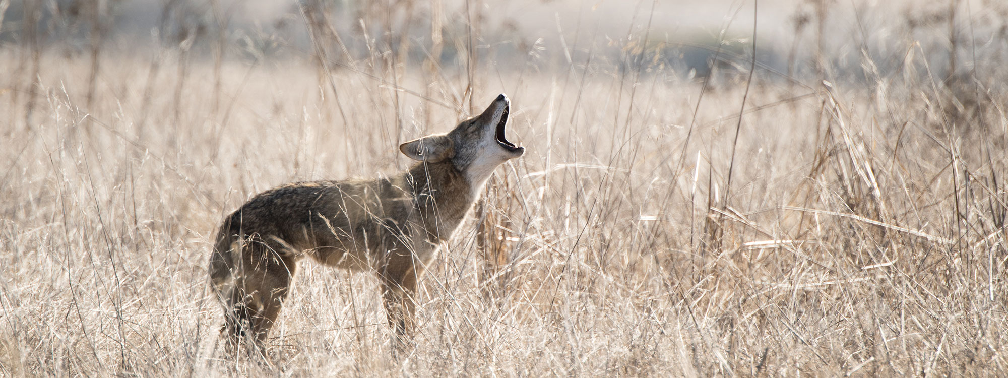 Coyote-Valley-by-Teddy-Miller