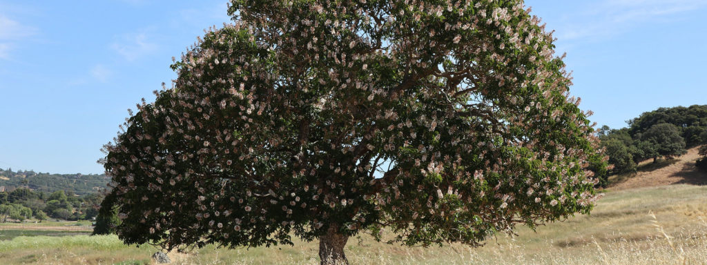 Deer Island Buckeye Tree by Suzanne Weakley