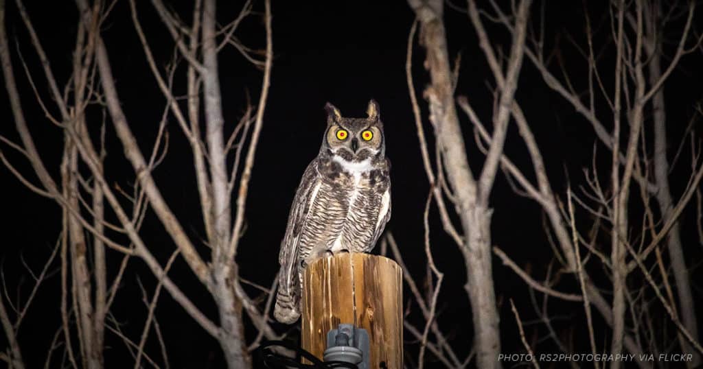 great horned owl