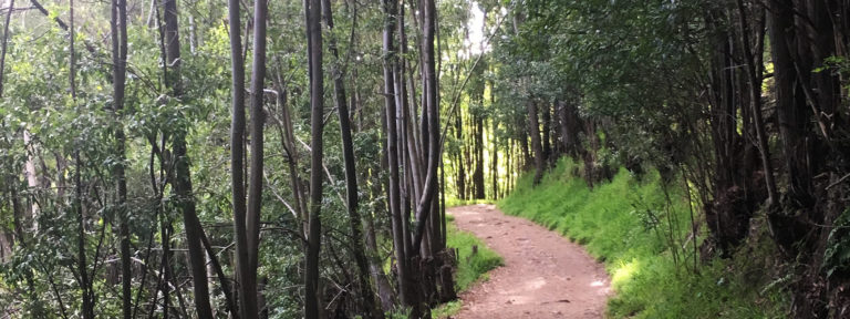 Joaquin-Miller-Park-Redwood-Glen-Trail-by-Nora-Cullinen