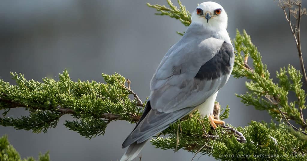 white-tailed kite