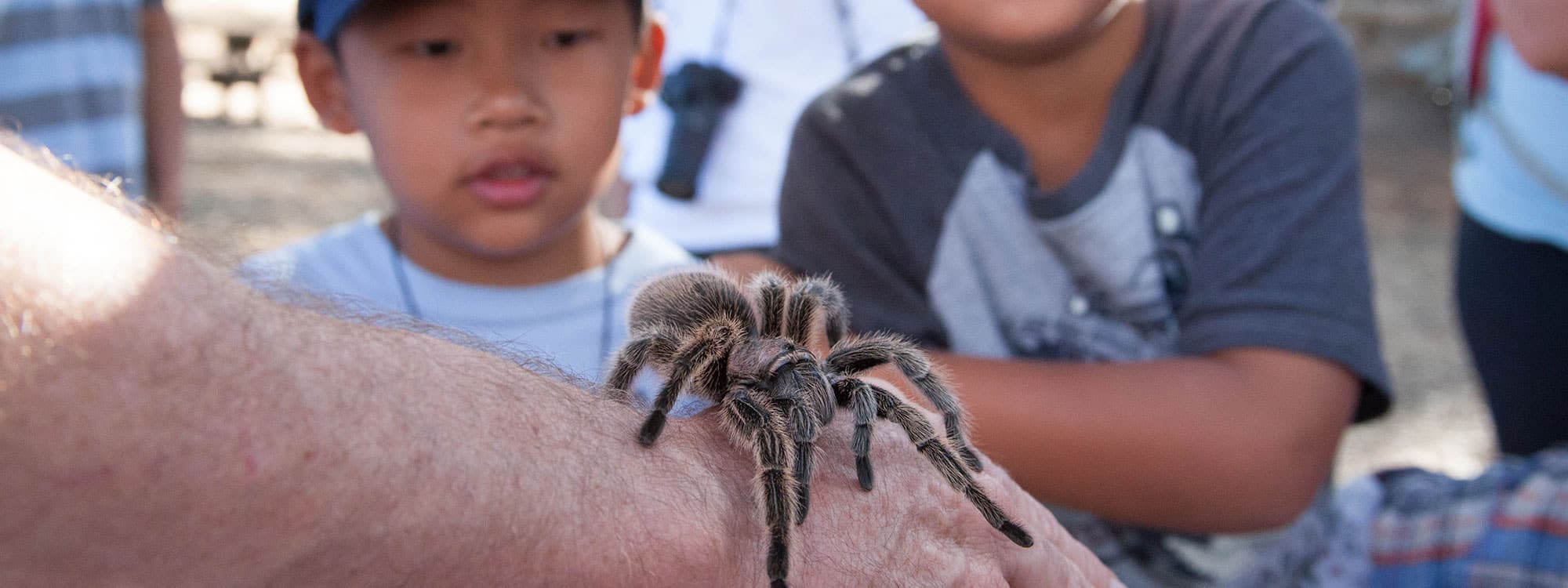 Tarantula Hike Mitchell Canyon