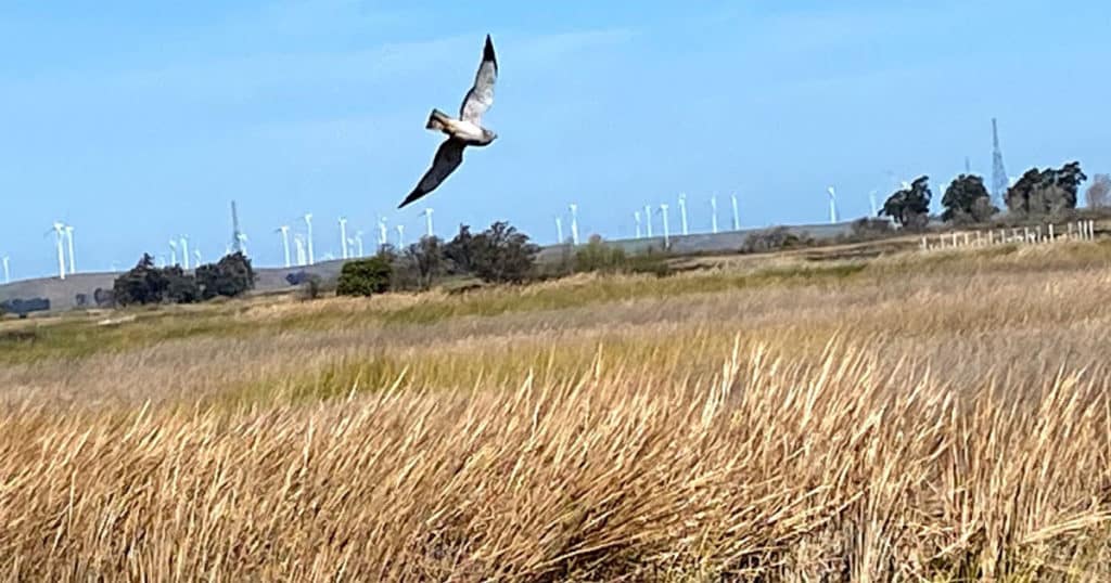 northern harrier dow wetlands preserve