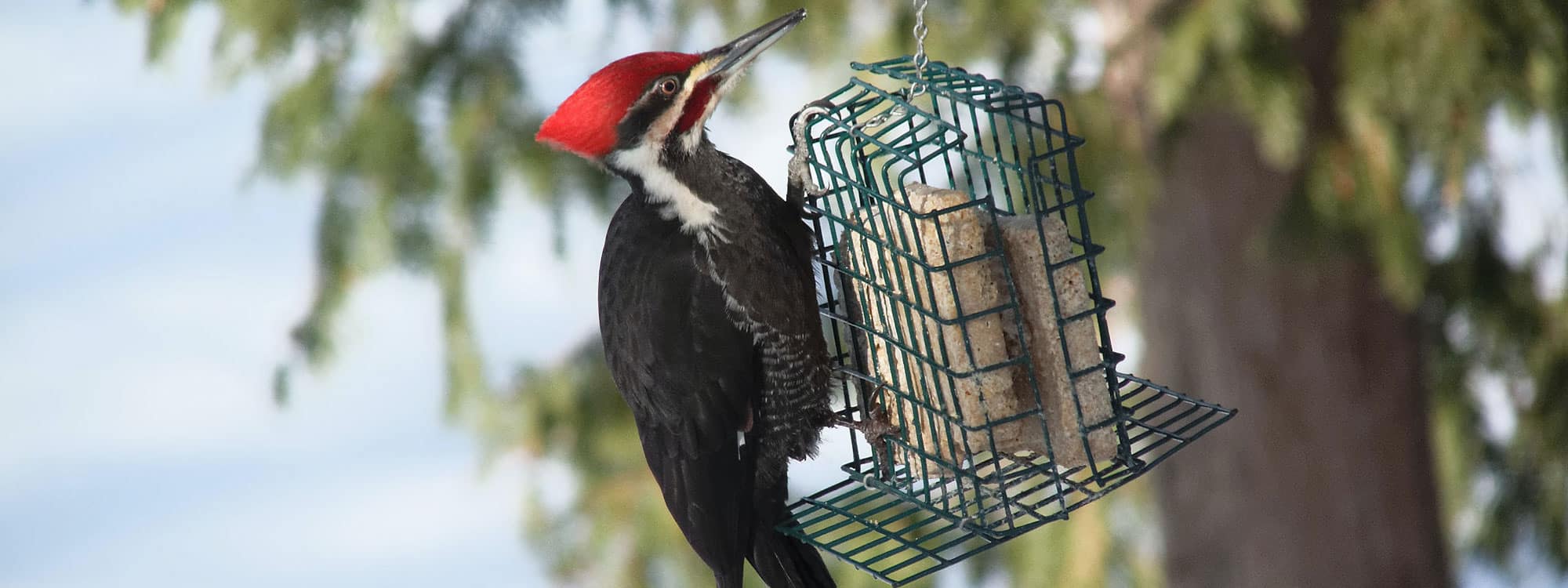 Pileated Woodpecker