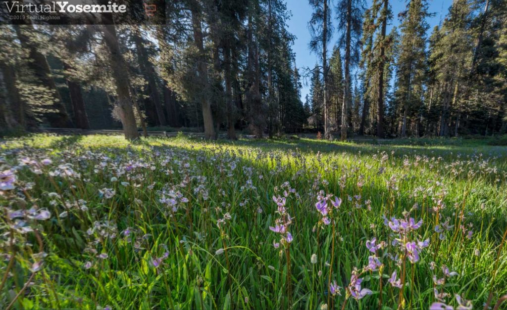 summit meadow yosemite