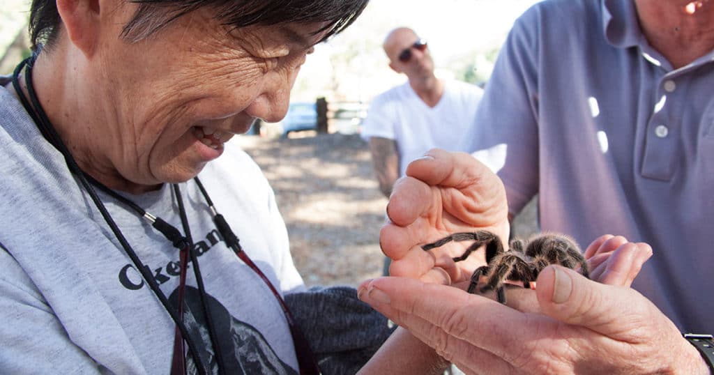 Bay Area Tarantulas