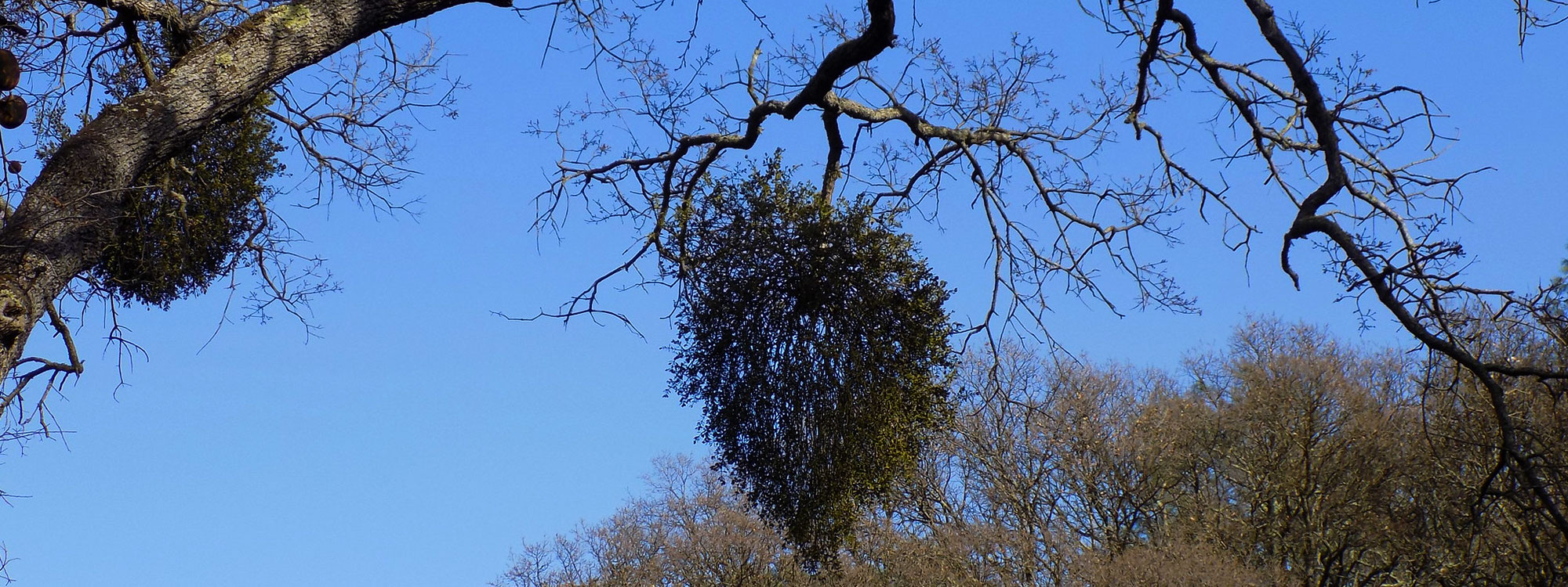 mistletoe