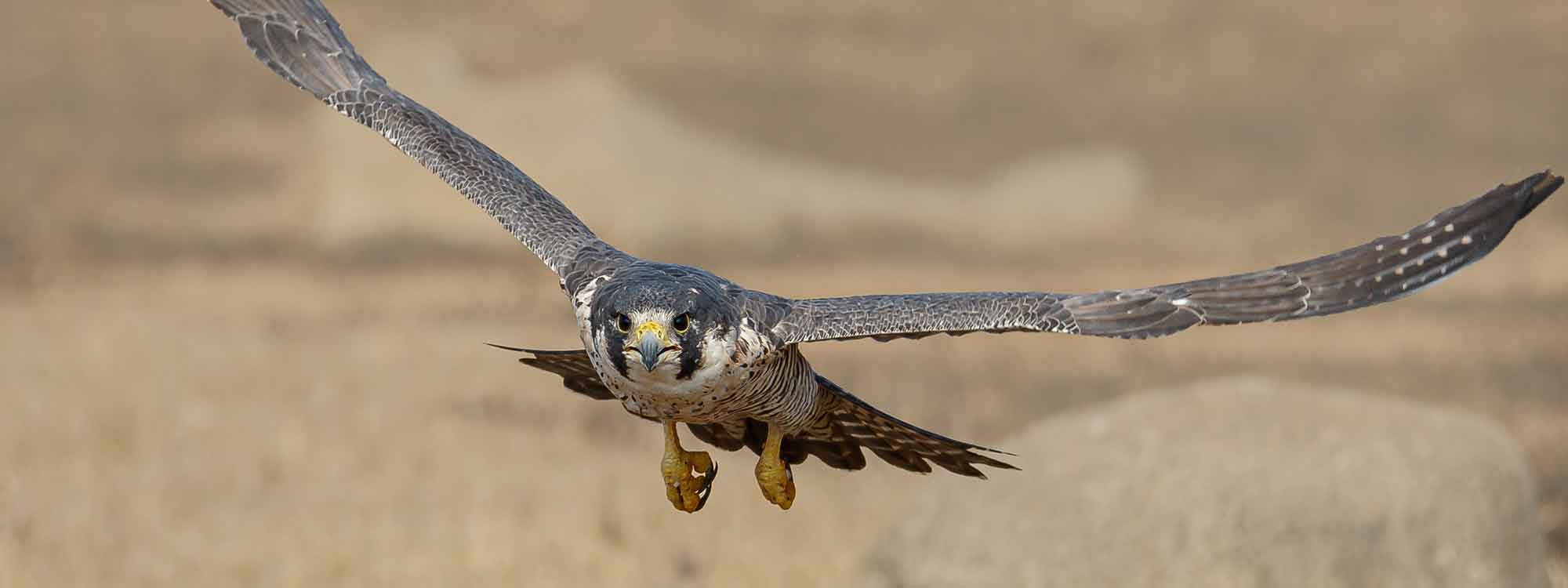 peregrine falcon