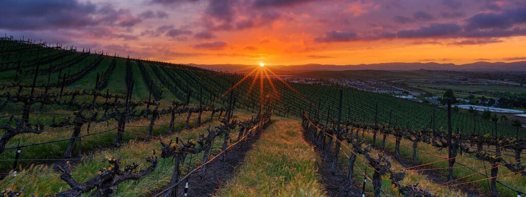 Livermore Vineyard by Jay Huang